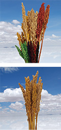 quinoa_colors